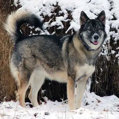 Alaskan Shepherd dog breed.