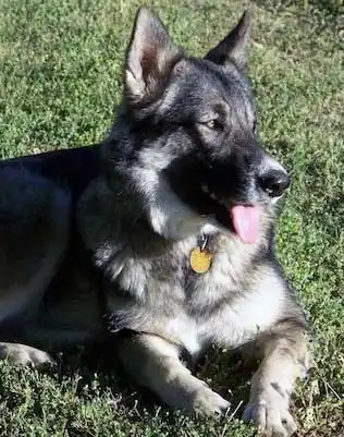 Breed Origin