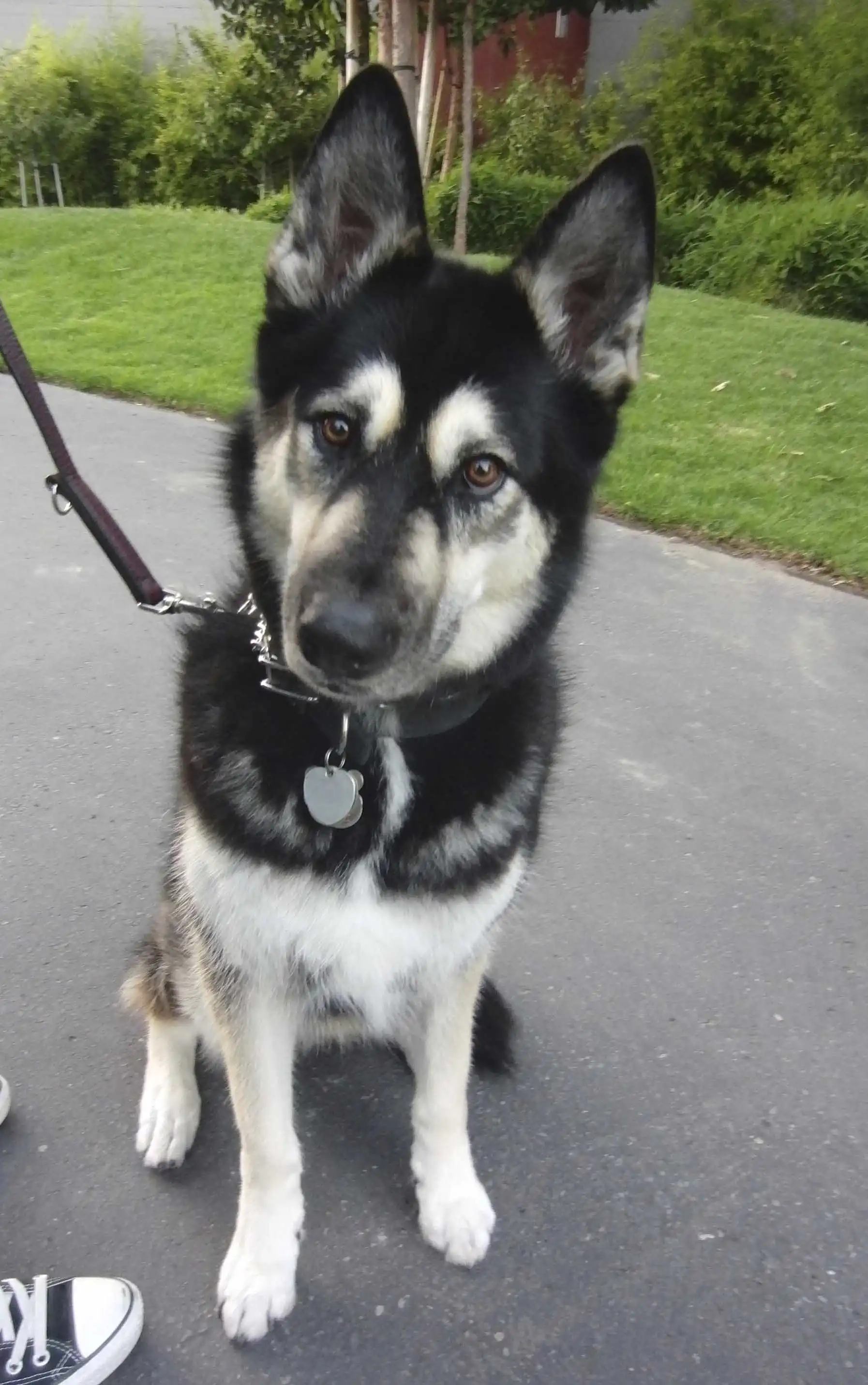 Breed Appearance