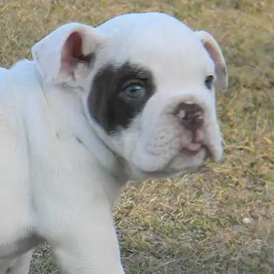 Altman White English Bulldog dog breed.
