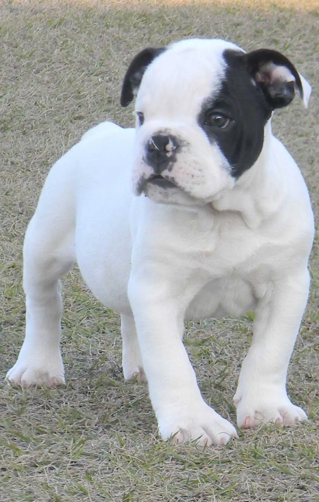 Breed Origin
