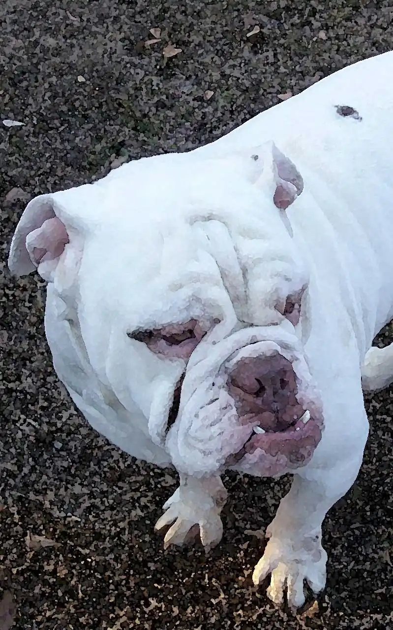 Breed Appearance