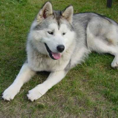 Alusky