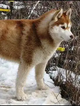 Erscheinungsbild von Alusky
