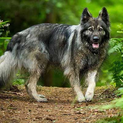 American Alsatian