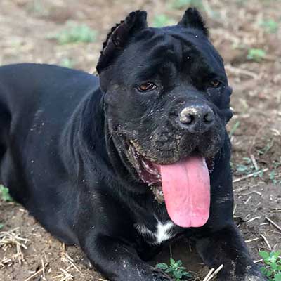 American Bandogge