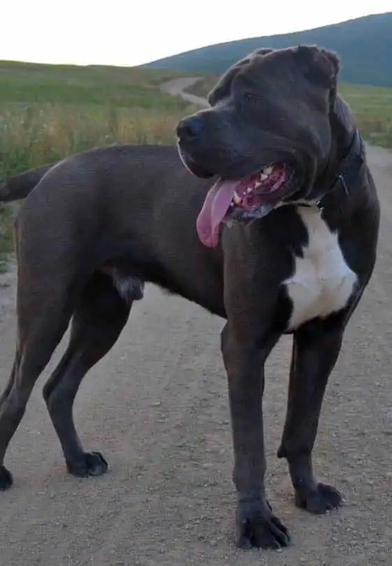 Origine & Histoire du American Bandogge