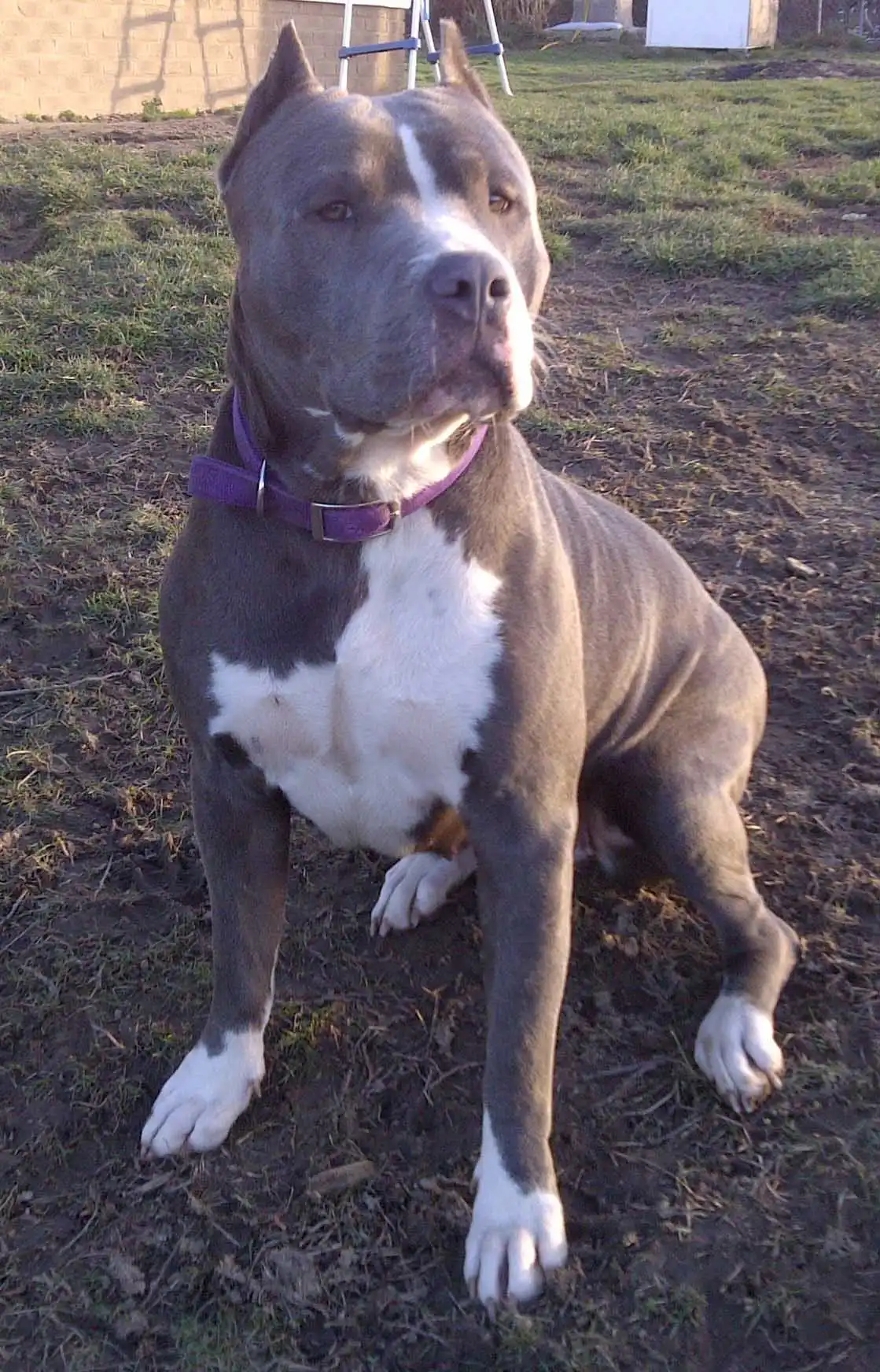 Apparence du American Bandogge