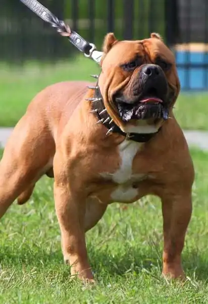 Entretien & Soins du American Bandogge