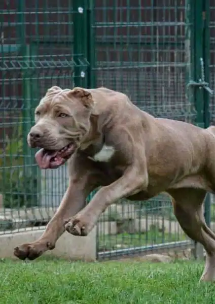 Comportement & Caractère du American Bandogge