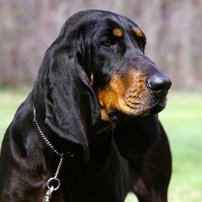 American Black & Tan Coonhound