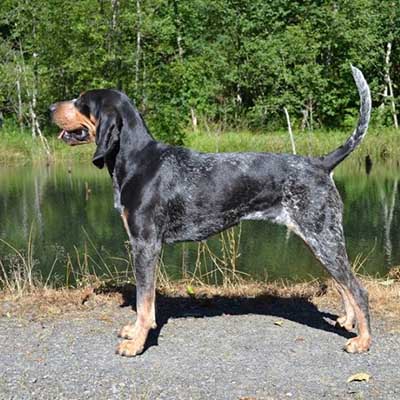 American Blue Gascon Hound