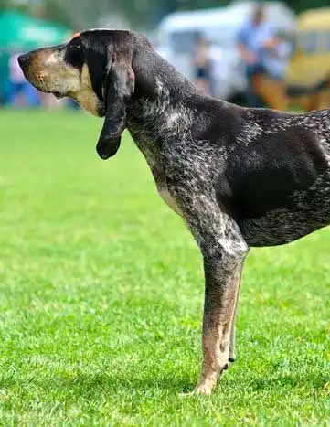 Origine & Histoire du American Blue Gascon Hound