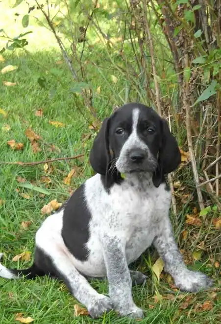 Apparence du American Blue Gascon Hound