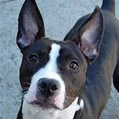 Boston Bull Terrier americano