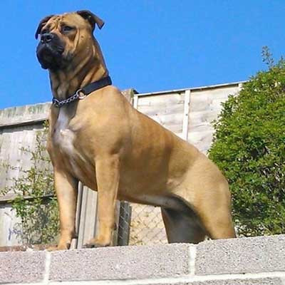 American Bull Dogue de Bordeaux