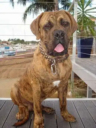 Origine & Storia del American Bull Dogue de Bordeaux