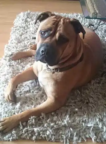 Aspetto del American Bull Dogue de Bordeaux
