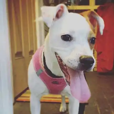 American Bull-Jack dog breed.