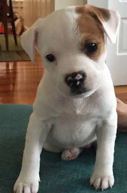Breed Origin
