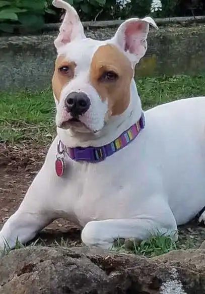 Breed Appearance