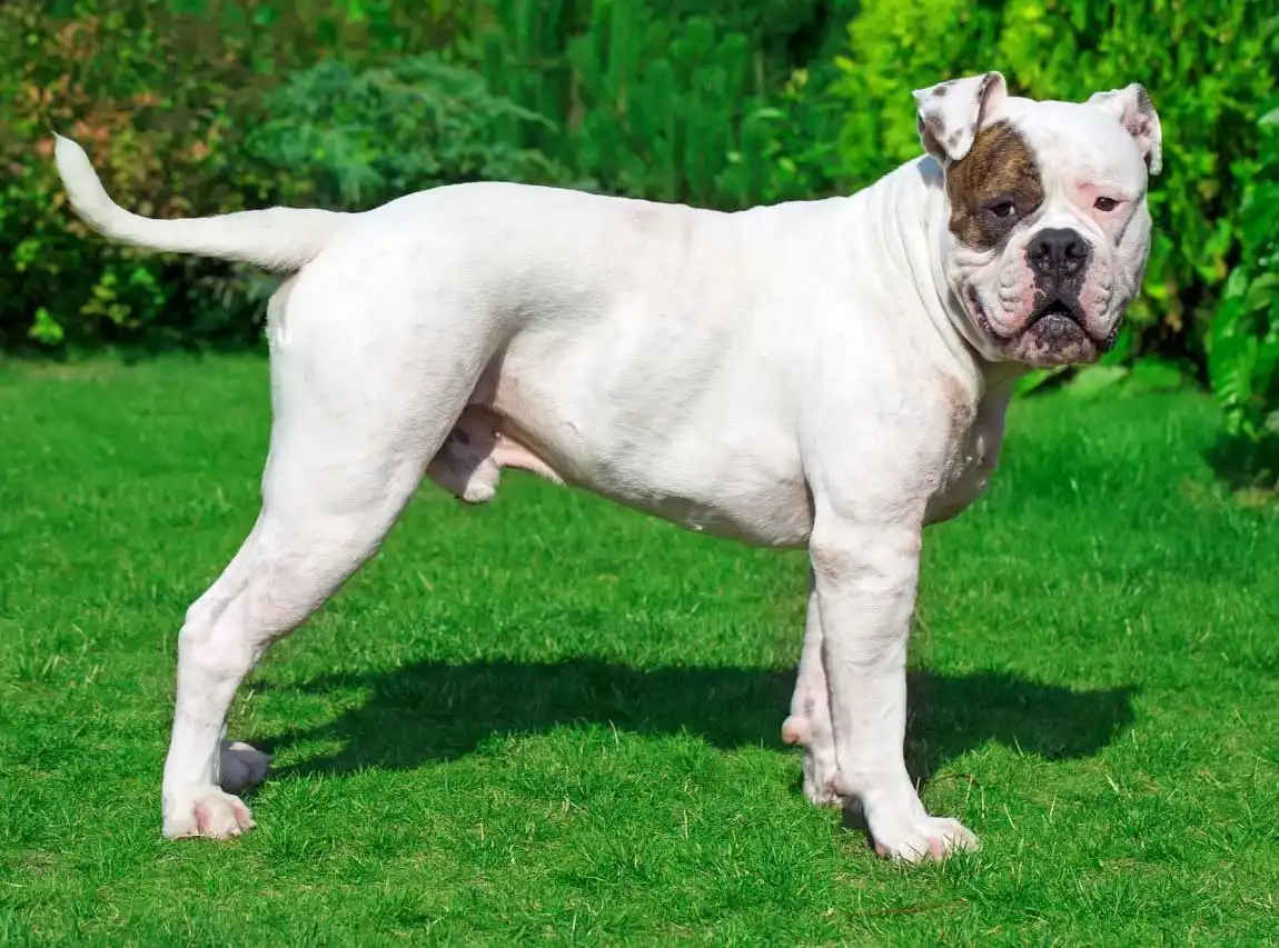 American Bulldog