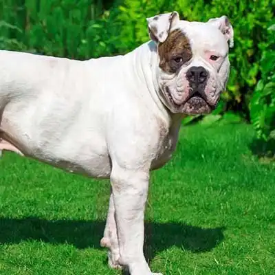American Bulldog dog breed.
