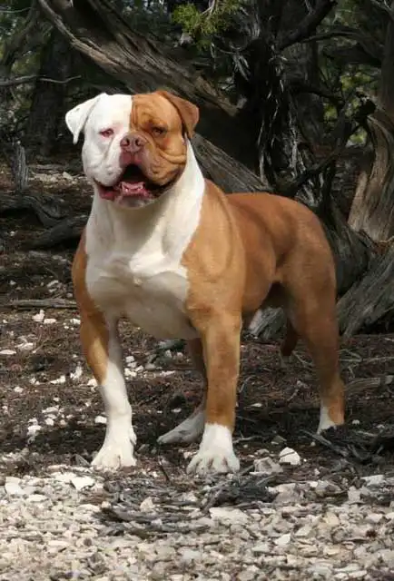 Breed Origin