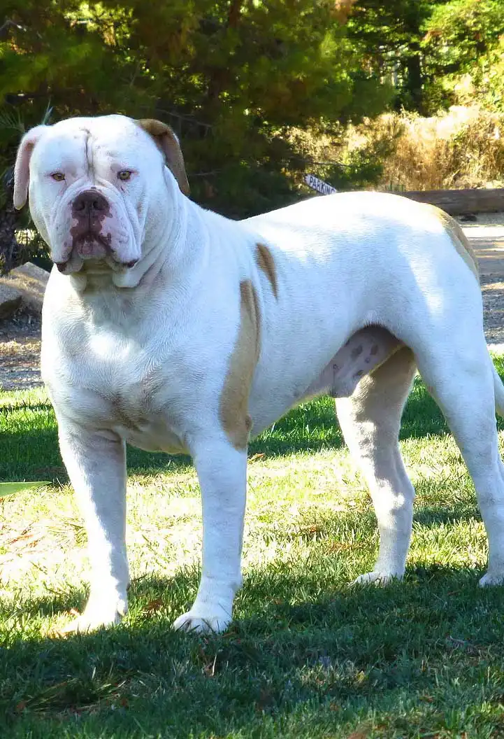 Breed Appearance