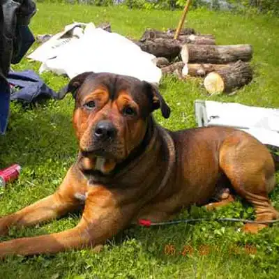 American Bullweiler dog breed.