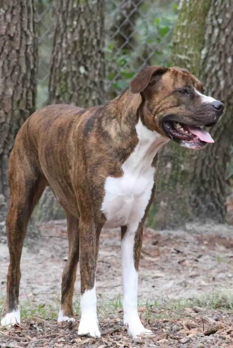 American Bullweiler: Breed Origin