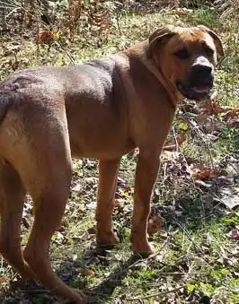 American Bullweiler: Breed Appearance