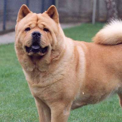 American Chow Bulldog
