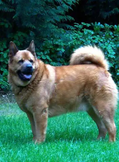 Breed Appearance