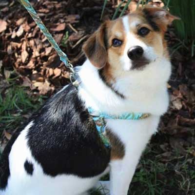 American Eagle Dog