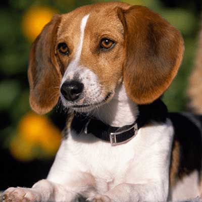 American Foxhound