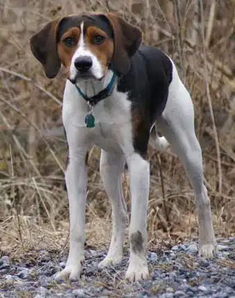 Breed Origin
