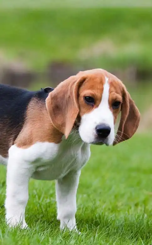 Breed Appearance