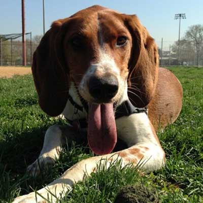 American Foxy Dane