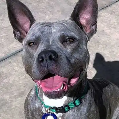 American French Bull Terrier Hunderasse.