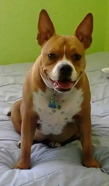 Herkunft & Geschichte von American French Bull Terrier