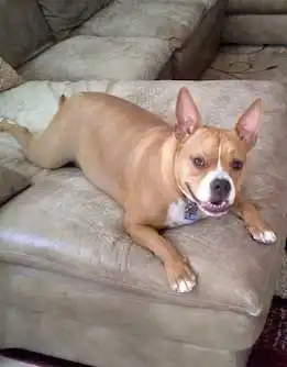 Erscheinungsbild von American French Bull Terrier