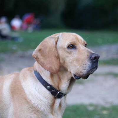 American Gointer