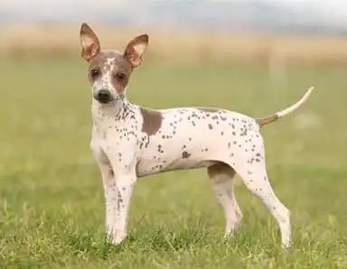 American Hairless Terrier