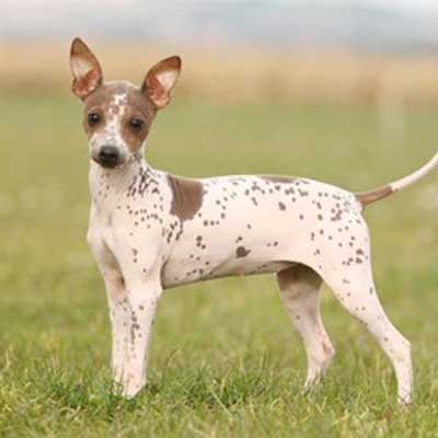 American Hairless Terrier