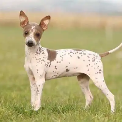 Raza de perro Terrier Americano sin Pelo.