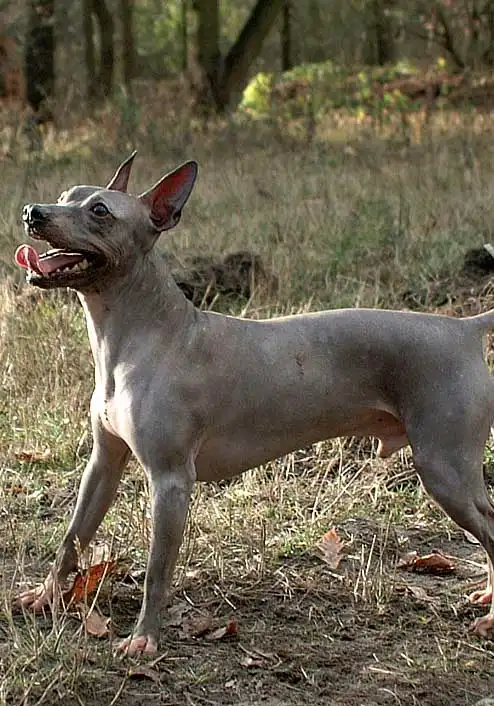 Breed Origin