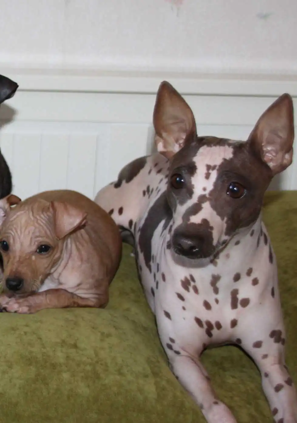 Breed Appearance