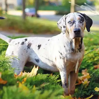 American Leopard Hound dog breed.