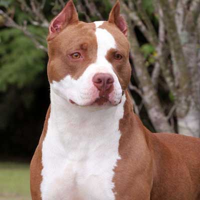 American Pit Bull Terrier